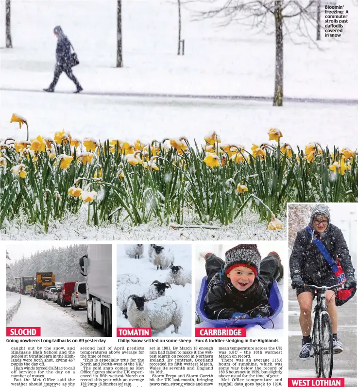  ??  ?? Bloomin’ freezing: A commuter strolls past daffodils covered in snow
SLOCHD
Going nowhere: Long tailbacks on A9 yesterday
TOMATIN
Chilly: Snow settled on some sheep
CARRBRIDGE
Fun: A toddler sledging in the Highlands
WEST LOTHIAN
Brave choice: Cyclist in shorts