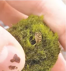  ?? GEOLOGICAL SURVEY/CONTRIBUTE­D PHOTO ?? An invasive zebra mussel in a moss ball. The Pennsylvan­ia Fish and Boat Commission has joined wildlife agencies worldwide to raise concerns about products that may be infested with invasive zebra mussels. U.S.