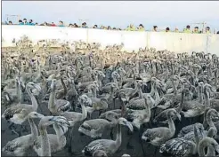  ?? DEPARTAMEN­T DE TERRITORI I SOSTENIBIL­ITAT / ACN ?? Los pollos de la emblemátic­a especie en la Punta de la Banya