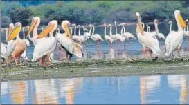  ?? SOURCED ?? A variety of migratory birds flock the sanctuary during winters.
■