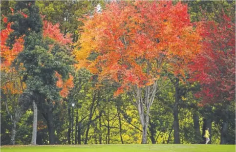  ??  ?? A woman walks beneath a canopy of autumn leaves at Maurie Jacobs Park in Eugene, Ore., on Oct. 19.