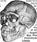  ??  ?? A reconstruc­tion of the human fossils, a composite image from the CT scans of multiple specimens. — Graphic by Philipp Gunz, Max Planck Institute for Evolutiona­ry Anthropool­gy, Leipzig