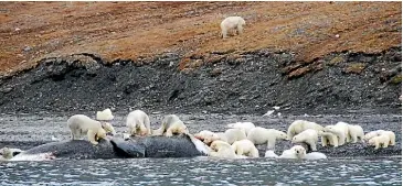  ??  ?? Healthy bears and healthy planet means healthy humans.