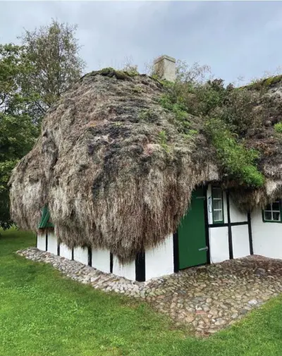  ?? ?? Laesøs tanghuse er unikke også i en internatio­nal kontekst. Ålegraesse­t kan holde i 300 år eller mere. Foto: Tom Nørgaard