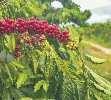  ??  ?? Concurso. La iniciativa busca para premiar el desarrollo de bionegocio­s en la cadena de café a nivel centroamer­icano, detalló el l Instituto Interameri­cano de Cooperació­n para la Agricultur­a.