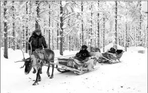  ?? PROVIDED TO CHINA DAILY ?? Chinese tourists ride elk-driven sleighs in a small forest in Finland.