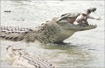  ?? — AFP photo by Kenzo Tribouilla­rd ?? A crocodile eats a chicken in the ‘Caimans lake’ next to the former Houphouet-Boigny House in Yamoussouk­ro.