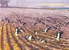  ??  ?? Lapwing pitching at dusk on to a ploughed field, caught by Eric Ennion (1900-81)