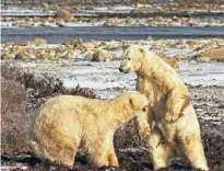  ??  ?? Manitoba offers excursions for those seeking to see polar bears.