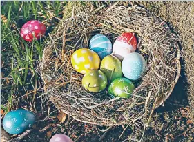  ?? ?? Easter eggs laid out during an egg hunt in the woods.