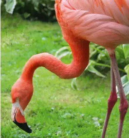  ?? ?? There has been a flamboyanc­e of flamingos at Coton since 1971