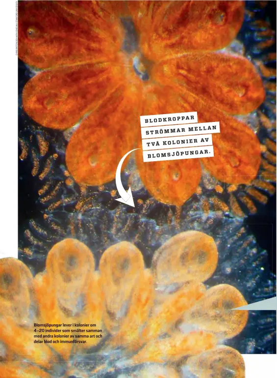  ??  ?? Blomsjöpun­gar lever i kolonier om 4–20 individer som smälter samman med andra kolonier av samma art och delar blod och immunförsv­ar.