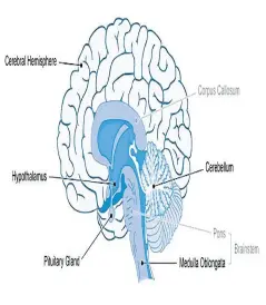  ??  ?? FIGURE 2: LONGITUDIN­AL SECTION OF THE BRAIN