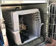  ?? PHOTO COURTESY OF LOWER POTTSGROVE POLICE ?? Police managed to corral this red-tailed hawk into a cage to transport it to care. The bird was injured on his left side but officials say he will make a full recovery.