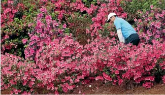  ?? PHOTOS: GETTY IMAGES ?? Patrick Reed, left, is shaded by his caddie Kessler Karain while Rory McIlroy, right, is shaded by flowers as he attempts a shot on the 13th.