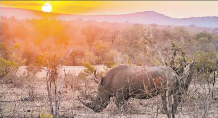  ??  ?? The innovative tech solution to end rhino poaching, could soon be replicated in different nature reserves across the country. Photo: Patrice Correia / Biosphoto