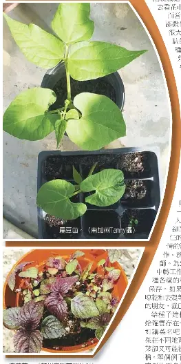 綠手指種子庫紐約種子加州發芽 Pressreader