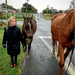  ??  ?? Ava Thomas and the Thomas’ gypsy horses are moved from one paddock to the next.