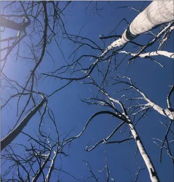  ?? Picture: COURTNEY AFRICA ?? A DAY OUT IN NATURE: A view of bare trees on Constantia Nek’s mountain path.