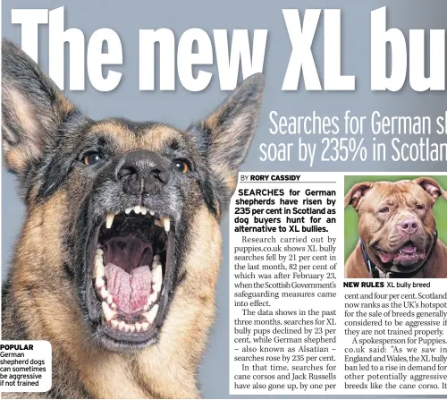  ?? ?? POPULAR German shepherd dogs can sometimes be aggressive if not trained NEW RULES XL bully breed