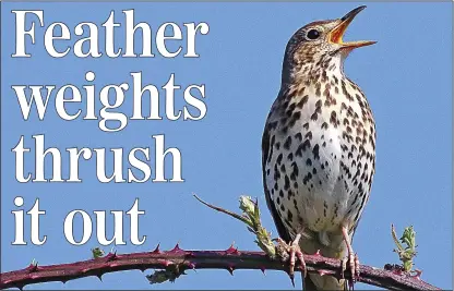  ??  ?? RINGSIDE SEAT: Song thrushes will physically fight each other for nest sites at this time of year