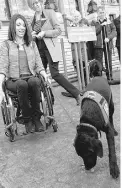  ?? Fac ebok / B.C. Government ?? Fake service dogs are giving
real ones, like the one above, a bad name, B.C. says.
