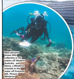  ?? ?? Main pictures shows DNA collection in the waters off Western Australia. and above, a Minderoo scientist in the water off Exmouth WA. Picture: Minderoo