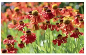  ??  ?? Right: Flame-coloured heleniums add a burst of colour.