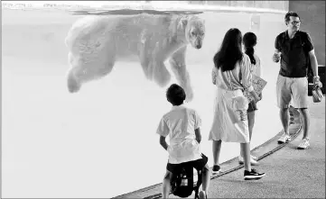  ??  ?? Polar bear Inuka swimming inside its enclosure.