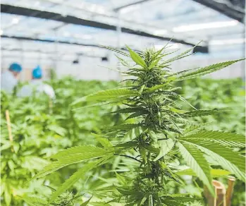  ?? AFP ?? En Uruguay. A fin del año pasado llegó la primera cosecha de cannabis medicinal.
