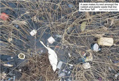  ?? Matthew horwood ?? A swan makes its nest amongst the rubbish and plastic waste that line the River Taff