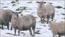  ??  ?? Sheep in particular have endured a long winter. Pic: Damien Eagers