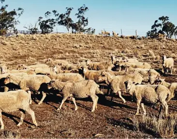  ??  ?? Sheep are starving in Cassilis, NSW.