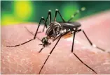  ?? photo d’archives ?? Le Bureau de santé de l’est de l’Ontario (BSEO) a confirmé le premier cas humain du virus du Nil occidental (VNO) de l’été dans la région. Le virus a été détecté à la mi-juillet, sur des moustiques de la région par des tests du BSEO. Jusqu’à...