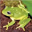  ?? ?? Leaf-nesting Shrub Frog (Pseudophil­autus femoralis or Pala panduru madiya)