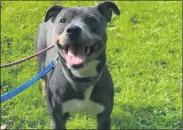  ?? WANDERERS’ REST WEBSITE ?? Smiling for the camera is Natalia, a friendly terrier/pit bull mix looking for her forever home