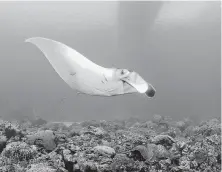  ?? NOAA / FGBNMS / G.P. Schmahl ?? A manta ray swims over the coral reef at the Flower Garden Banks National Marine Sanctuary. Fishing is already restricted at the sanctuary near Galveston.