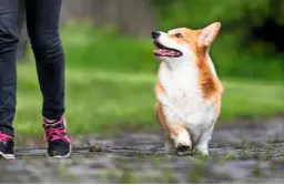  ??  ?? Welsh corgis make good-natured companions. They enjoy exercise and benefit from training, as they can be stubborn.