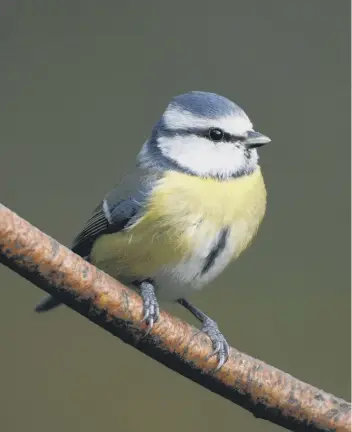  ?? ?? The Blue Tit is still high on the list of Sussex sightings. Picture by Ray Kennedy