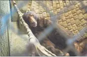  ?? TRAVIS VANZANT — CALIFORNIA DEPARTMENT OF FISH AND WILDLIFE ?? A bear injured in North Complex fires is under sedation Oct. 5before being prepared for release at the Wildlife Investigat­ions Lab.