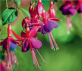  ?? HILLS88S/123RF ?? Fuchsias flower for months if you keep them fed and watered.