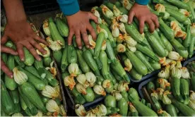  ??  ?? Freshly harvested courgettes ... food prices have increased by as much as 360% in the past year