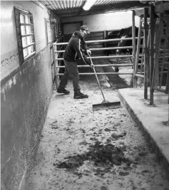  ??  ?? Gartman scrapes manure in the milking parlour on his family farm.