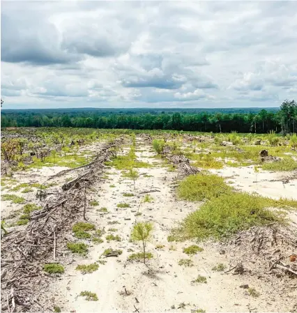  ?? ?? To increase the chance of survival on well-drained soils, some Southern regenerati­on foresters suggest planting loblolly pine in a deep hole with the root collar several inches below the soil surface. (File photo by MSU Extension Service)