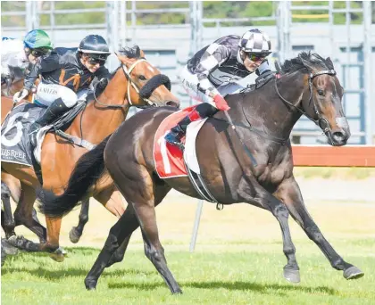  ?? Picture / Race Images ?? Kawi will today make his first public appearance since winning the Captain Cook at Trentham.