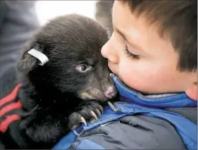  ??  ?? Camden Marx, 7, holds a black bear cub after it received ear tags on Monday in Cambria County. Occasional­ly, Game Commission officers will bring along friends or family to hold bear cubs and learn about wildlife firsthand.