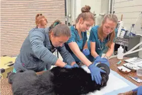  ?? PROVIDED BY APPALACHIA BEAR RESCUE ?? Dr. Emi Knafo with UT College of Veterinary Medicine helps a bear cub whose head was stuck in a food container for nearly two months. The bear cub was rescued by the Tennessee Wildlife Resources Agency near Chilhowee Lake on Oct. 3.