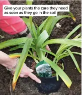  ?? ?? Give your plants the care they need as soon as they go in the soil