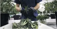  ?? SEAN KILPATRICK/THE CANADIAN PRESS ?? Fibre from marijuana plant stems, which by law must be disposed of, could be used for a range of products.