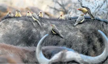  ?? Picture: CAPS ?? TICK TOCK: Red-billed oxpeckers feast off ticks on the backs of buffaloes
